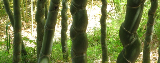 Bamboo